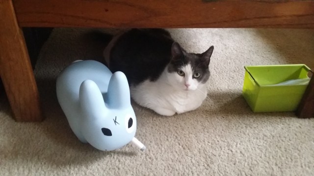 Cat and the labbit