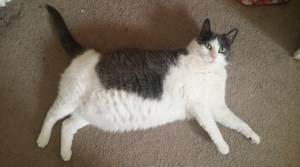 My cat, who is fat